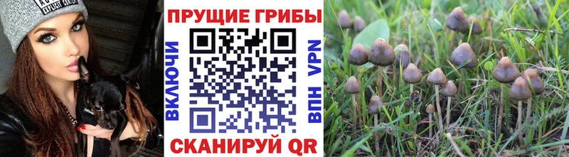 Псилоцибиновые грибы Magic Shrooms  ОМГ ОМГ ТОР  Дмитров 